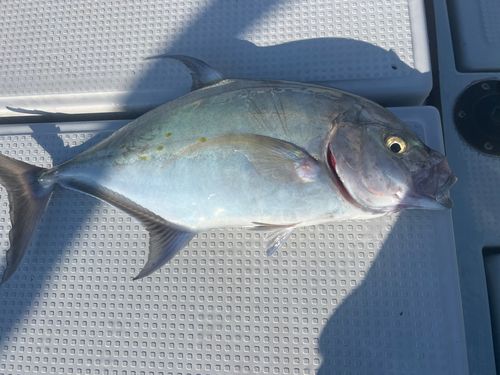 ナンヨウカイワリの釣果