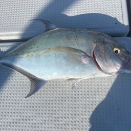 ナンヨウカイワリ