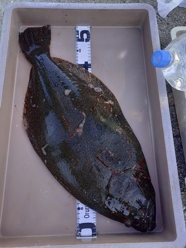 ヒラメの釣果