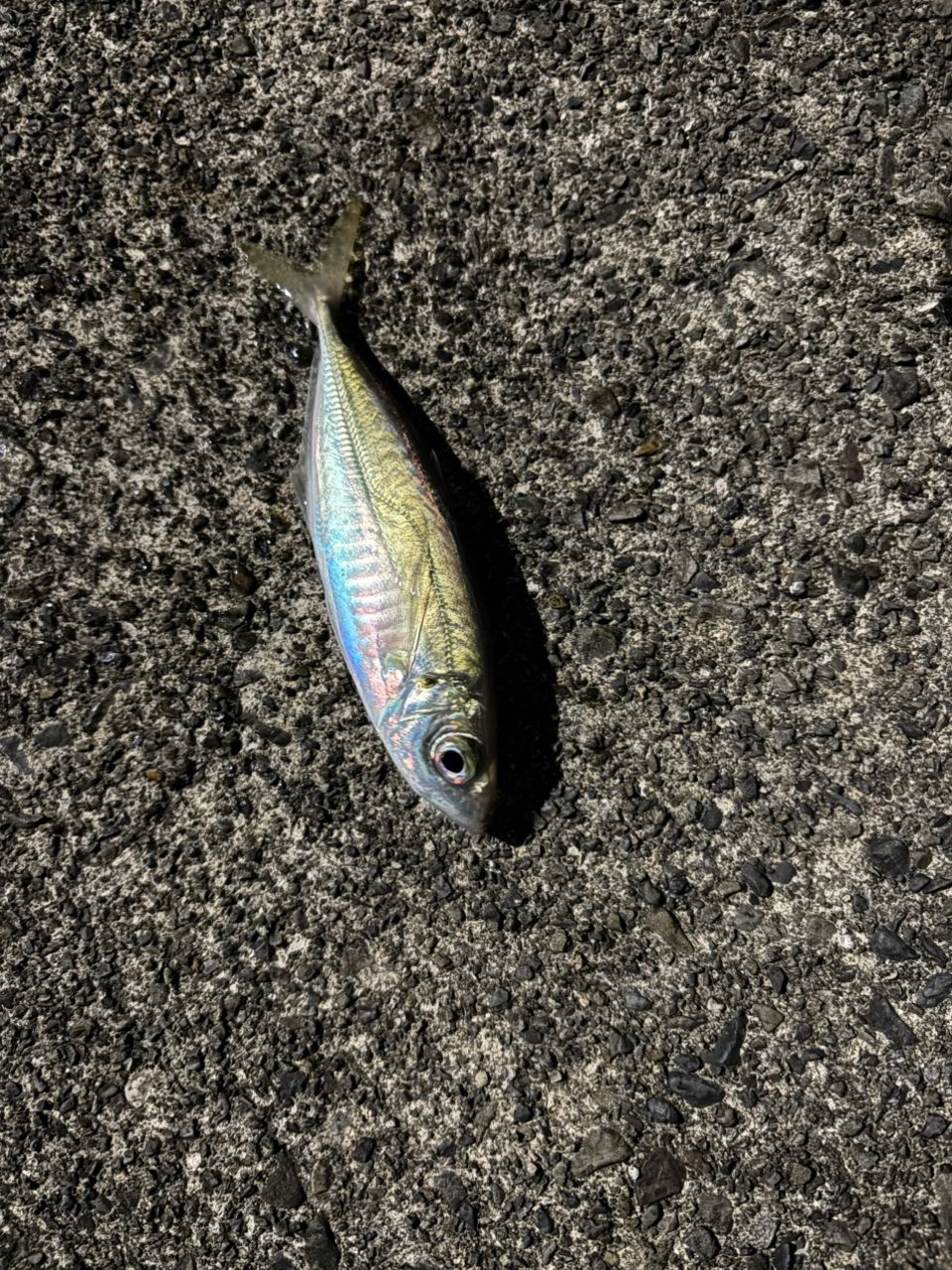 SHIMANO 18ソアレ SS アジング S610SUL-Sの最安値・インプレ・釣果