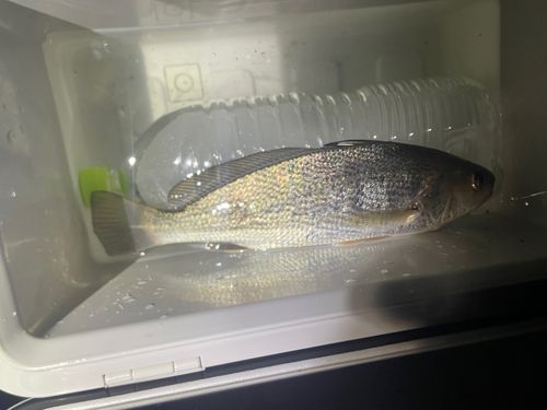 イシモチの釣果