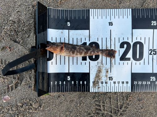 アイナメの釣果