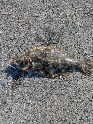 ヒラメの釣果