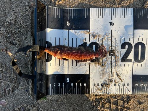 アイナメの釣果