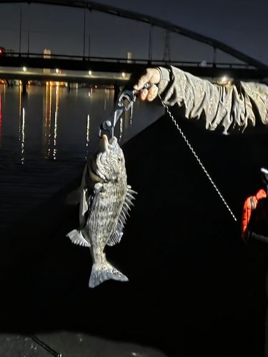 チヌの釣果