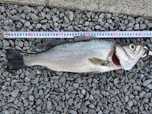 ヒラスズキの釣果