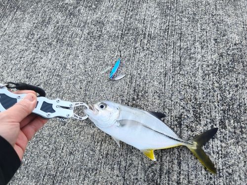 ギンガメアジの釣果