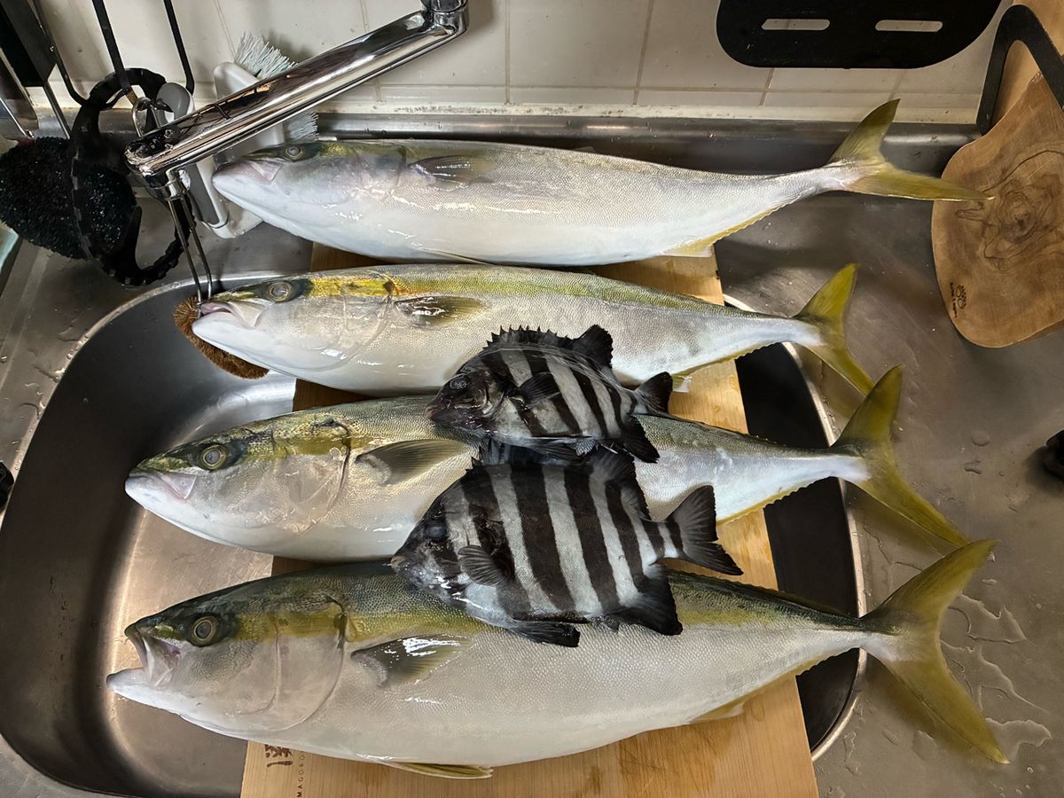 パーマ船長さんの釣果 1枚目の画像