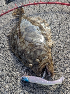 ヒラメの釣果