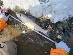 アメマスの釣果
