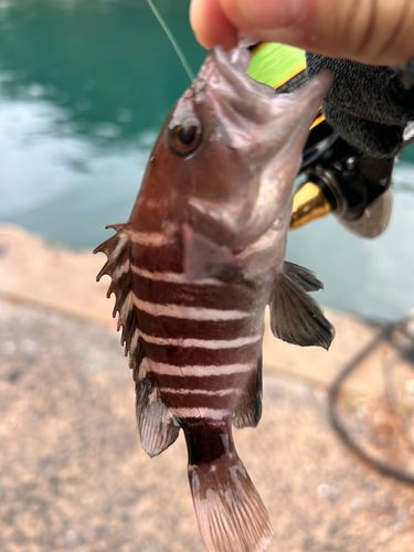 アオハタの釣果