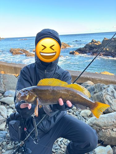 アイナメの釣果