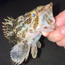 タケノコメバル