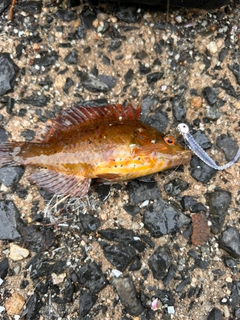 オハグロベラの釣果