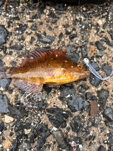 オハグロベラの釣果