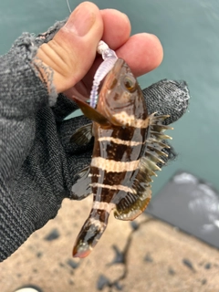 キジハタの釣果