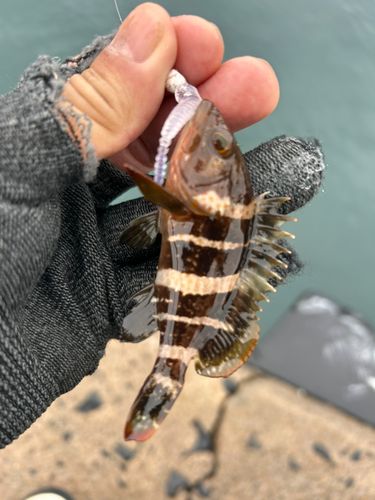 キジハタの釣果