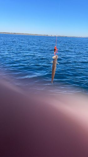 クサフグの釣果