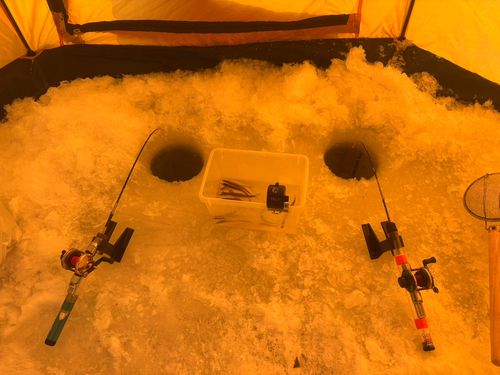 ワカサギの釣果