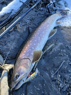 アメマスの釣果