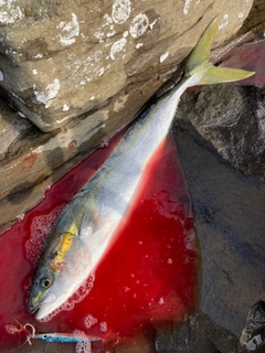 ヒラマサの釣果