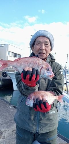 ハナダイの釣果