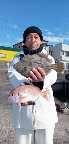 ハナダイの釣果