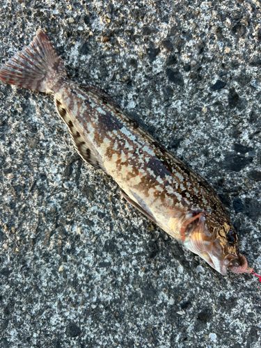 アイナメの釣果