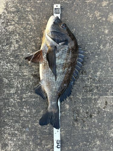 クロダイの釣果