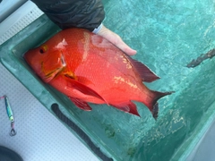 ヒメフエダイの釣果