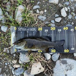 スモールマウスバス