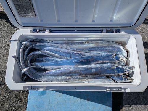 タチウオの釣果