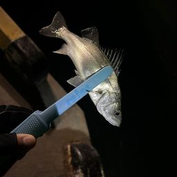 セイゴ（マルスズキ）