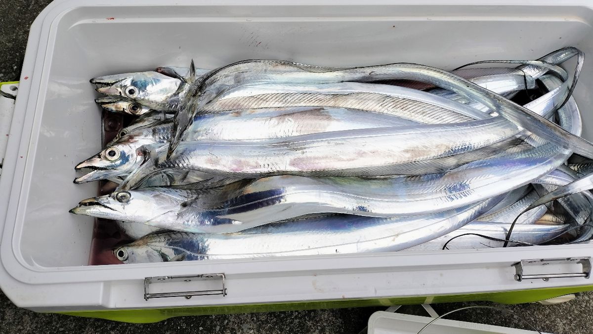 東京湾のおっさんさんの釣果 1枚目の画像