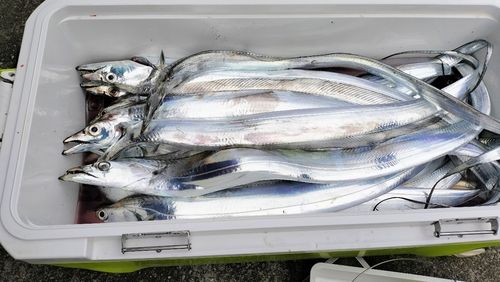 タチウオの釣果
