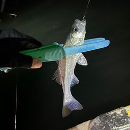 セイゴ（マルスズキ）