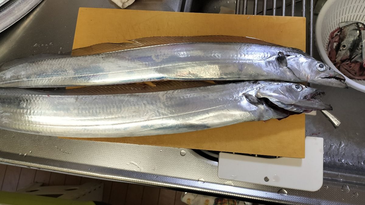 東京湾のおっさんさんの釣果 2枚目の画像