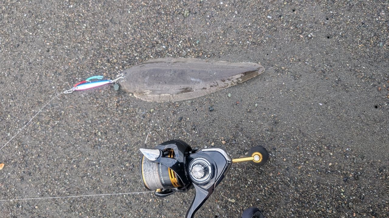 クロウシノシタ