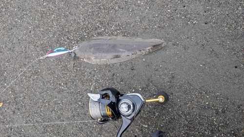 クロウシノシタの釣果