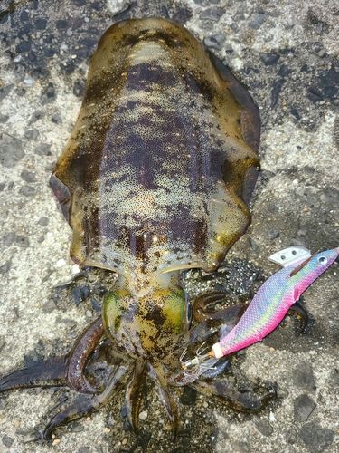 アオリイカの釣果