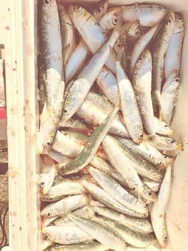 マイワシの釣果