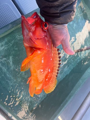 アカハタの釣果