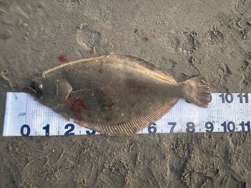 ヒラメの釣果