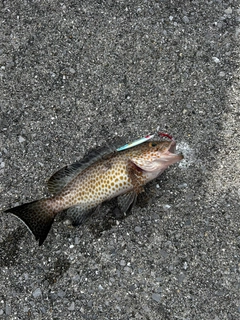 オオモンハタの釣果