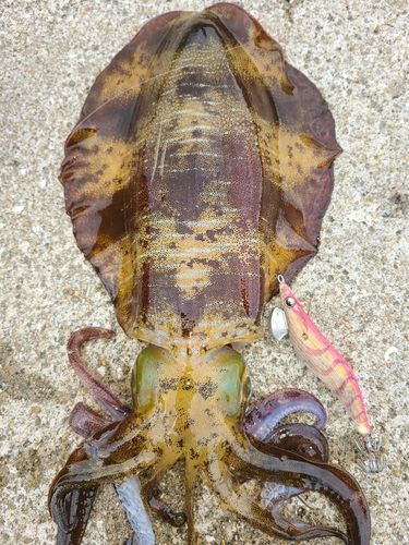アオリイカの釣果