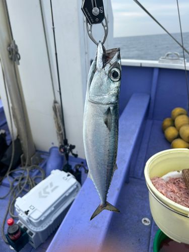 サバの釣果
