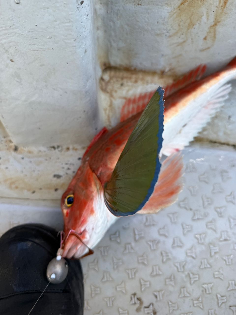 k1mrwoooonderさんの釣果 1枚目の画像