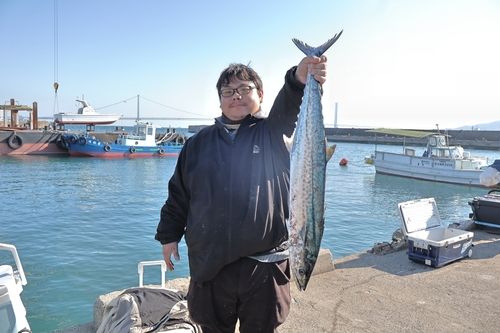 サワラの釣果