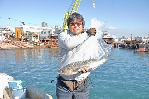 ハマチの釣果
