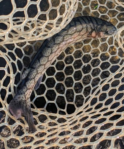 ニジマスの釣果